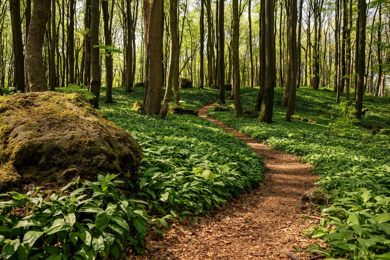 Idyllischer Wald mit Waldweg