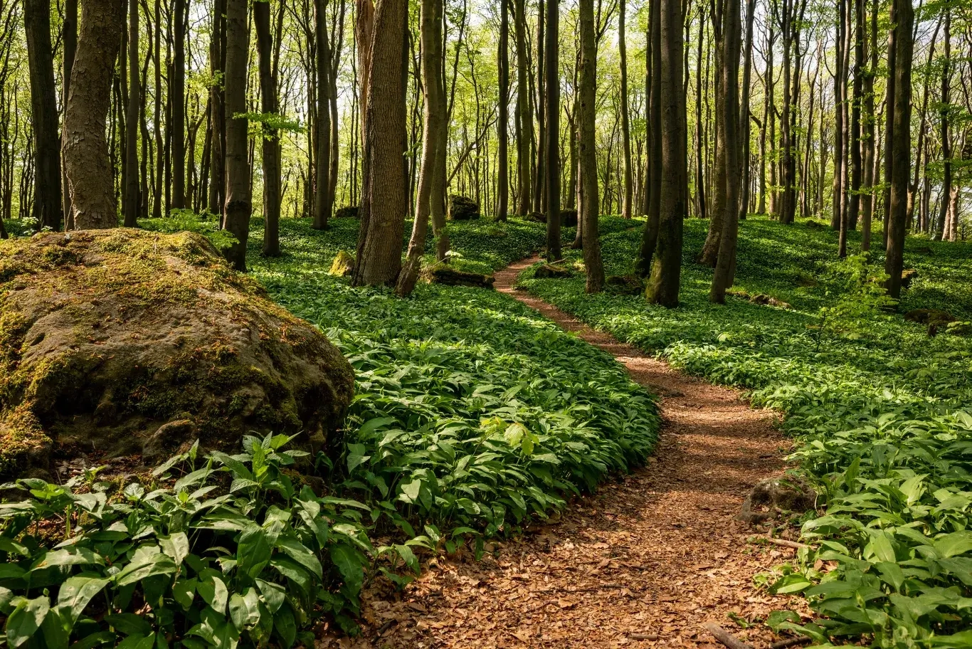 Idyllischer Wald mit Waldweg